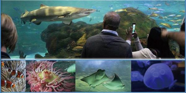 耶路撒冷首座聖經水族館新開幕