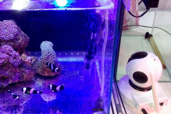站穩基礎科學研究，全功能智慧水族套缸讓養觀賞魚一次上手