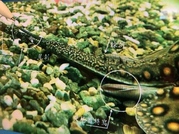 被魟魚刺傷別輕忽 浸泡45度溫水破壞毒性