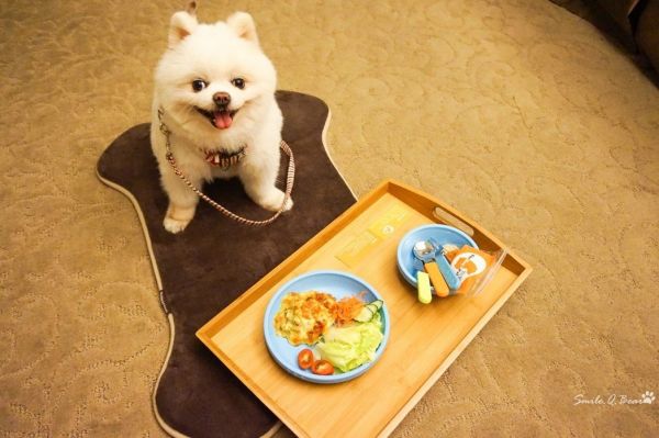 這4家飯店歡迎寵物入住 貓狗奴：終於不用偷渡進房了
