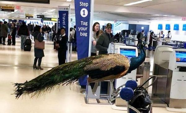 「安撫情緒」寵物搭機 航空業要管