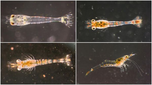 觀賞蝦的超級新星「長戟米蝦」，突破量產困境，臺灣特有洄游型蝦種接軌全球產業化