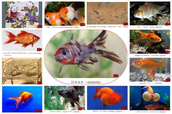 從盤中餐變成觀賞魚，金魚到底經歷了什麼？