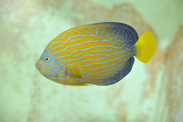精進「藍帶荷包魚」量產技術 有望達商業量產目標