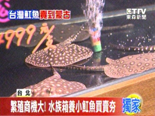 繁殖商機大！ 水族箱養「小魟魚」買賣夯