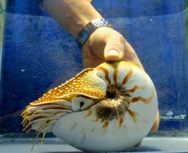 日本水族館飼養“最長壽”鸚鵡螺 刷新世界紀錄