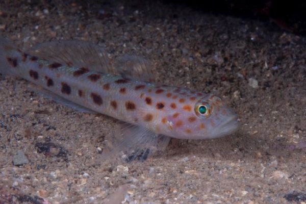 英國水族館首次成功繁殖罕有豹斑蝦虎魚