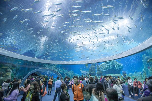 全球最大水族館易主！ 中國「長隆海洋王國」創5項世界紀錄