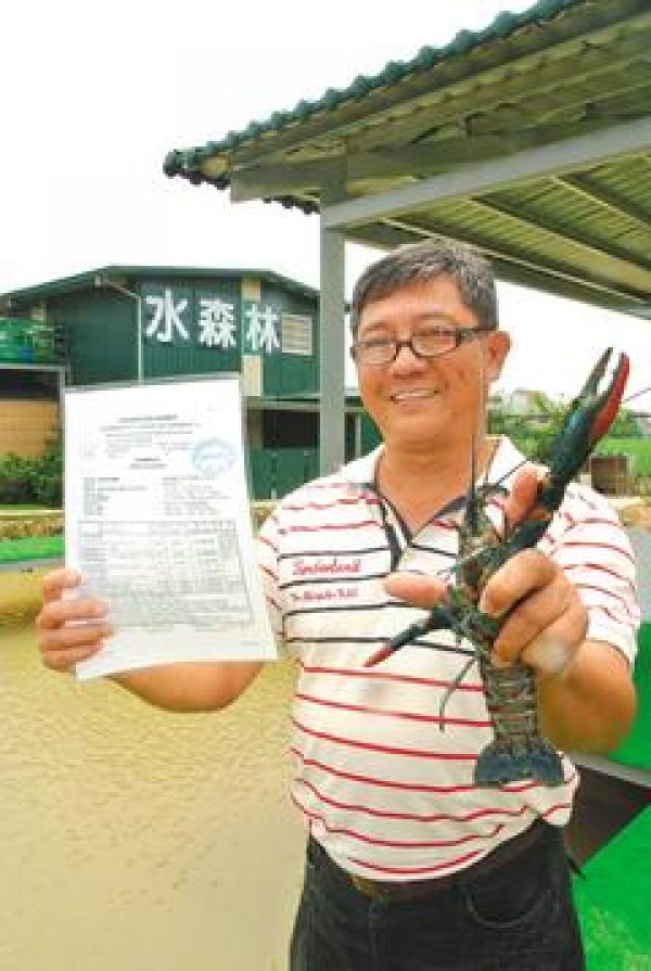 憨男人養小龍蝦 賠本也要顧生態