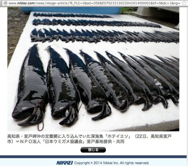 日捕105條罕見巨口魚 「深海異變」？