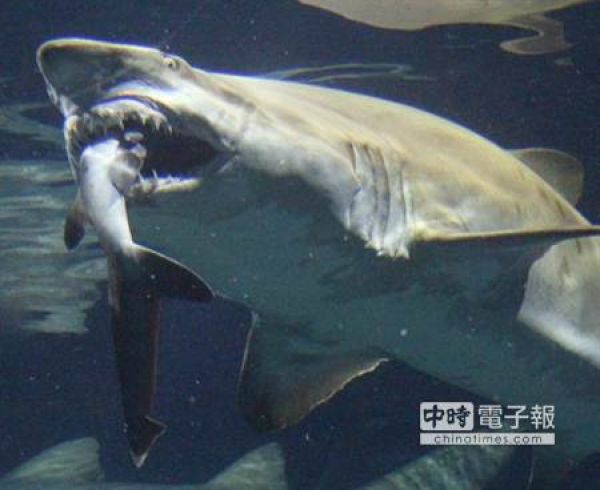 日本水族館 發生驚險鯊吞鯊