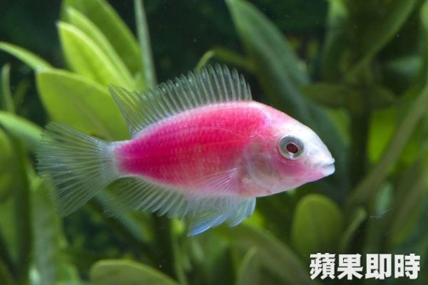 領先全球　中研院開發新款中大型螢光觀賞魚