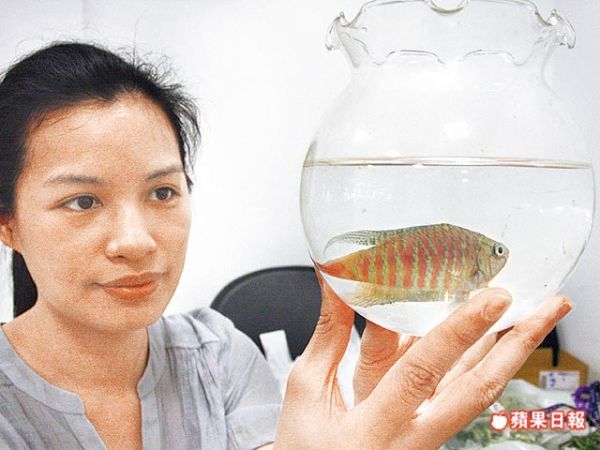 新北防登革熱 送鬥魚滅蚊