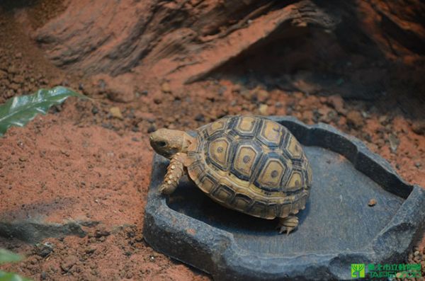 台北市立動物園一百年　展出兩棲爬蟲保育成果