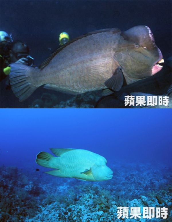 怪怪魚　2 款國內物種魚列保育類動物