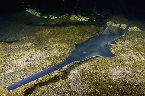 「鯊魚劍」鋸鰩瀕危 IUCN提全球保育計畫