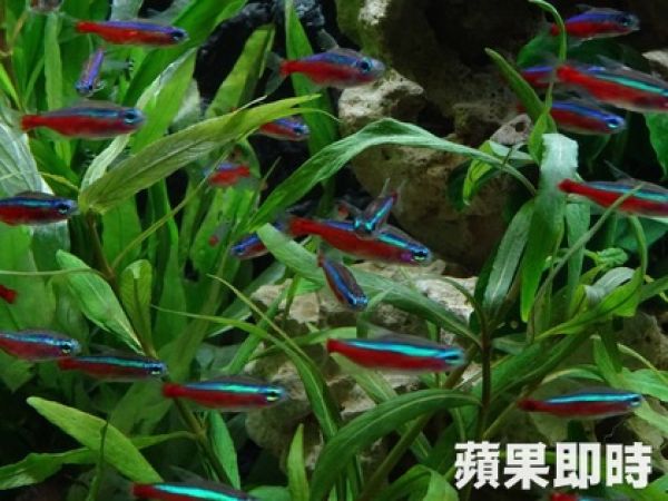 體驗群游之美 快來「蘋果魚樂」看燈科魚！