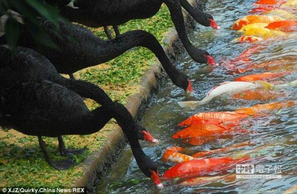 黑天鵝餵錦鯉魚 「親親」畫面溫馨