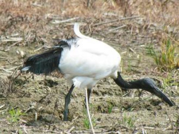 逃脫鳥變留鳥 鳥界憂威脅生態