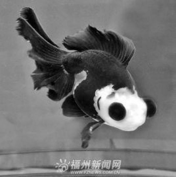 動物奇觀／奇葩金魚長得像熊貓　當選「我最喜愛的金魚」