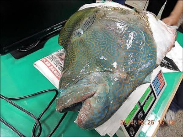 全台不到30尾 保育魚類蘇眉魚吃下肚