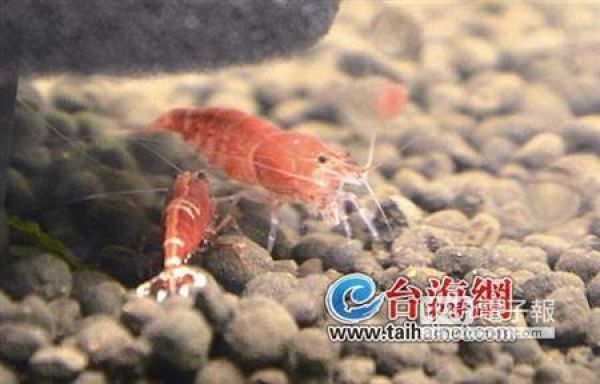 台觀賞魚業者登廈 一對小蝦2萬5