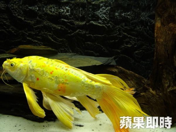 水中驚羨古典美 來「蘋果魚樂」看龍鯉翩然起舞