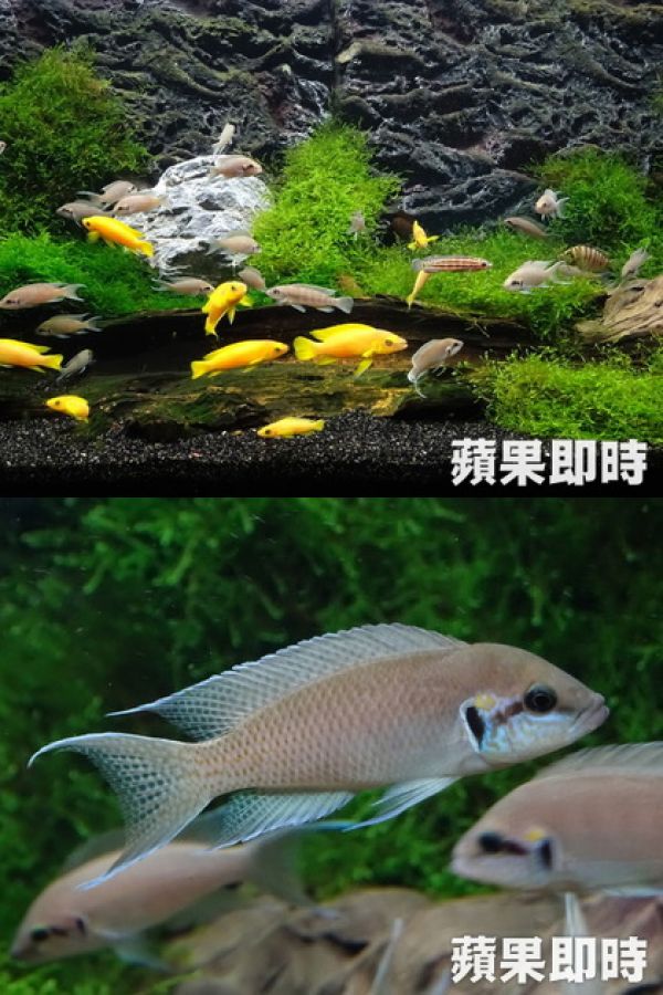 坦干依喀湖慈鯛 群體聚首「蘋果魚樂」