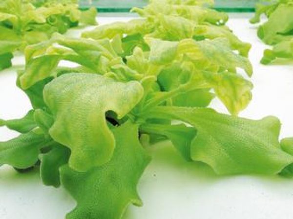 魚菜共生 澎科大種出萬元「鑽石花」