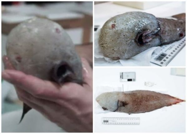 澳洲海域驚現無臉魚　當地逾百年來首見