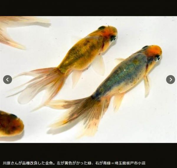 花費40年！ 日本97歲「金魚仙人」終養出綠色品種