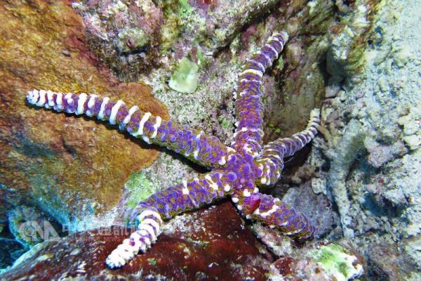 太平島海域生態調查 新紀錄物種高達90種