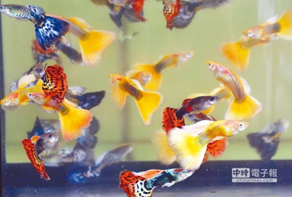 觀賞魚重鎮 屏東首辦國際賽