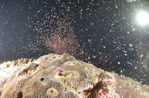 基翬珊瑚集體產卵 台灣東海岸首次紀錄
